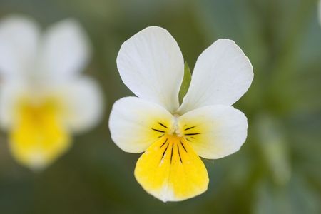 Macro shot of white and yellow pansy flowerの写真素材