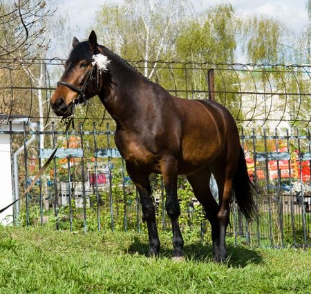 brown horse with green grass at backgroundの写真素材