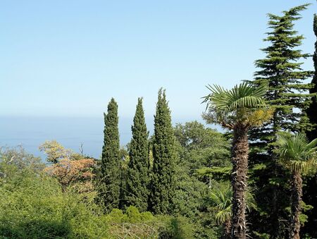 Thuyas. Three coniferous tree with sea and sky at background.の写真素材