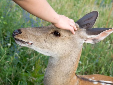 Small deer. A hand irons on a head of a deer.の写真素材