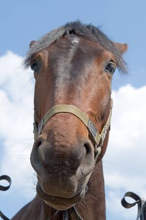 Big muzzle. The horse looks in an objective with blue sky at background.の写真素材