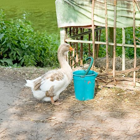 A big goose and his favourite bucket with meal.の写真素材