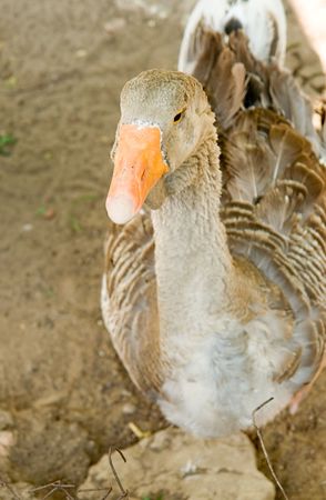 The big goose with an orange beakの写真素材
