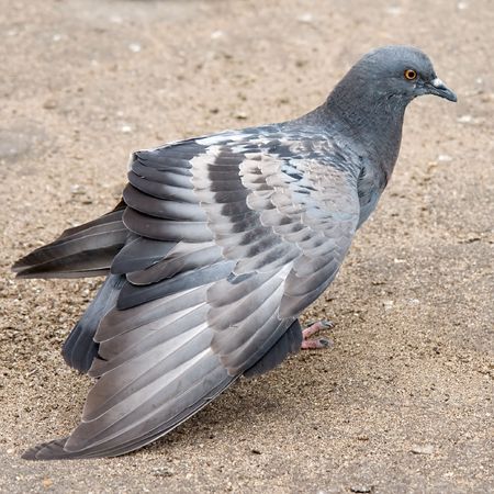 Dove-coloured pigeon with red paws. It is very close.の写真素材