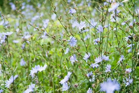 Texture. A green meadow grass, blue cornflower.の写真素材
