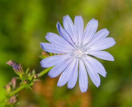 blue cornflowerの写真素材