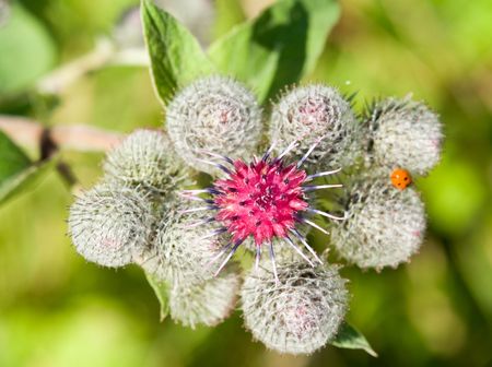inflorescence of a burdock (agrimony)の写真素材