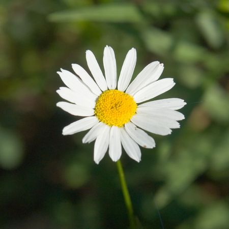 camomileの写真素材