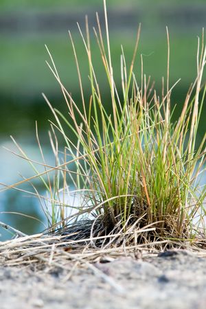 The small grassy bush grows on concrete quayの写真素材