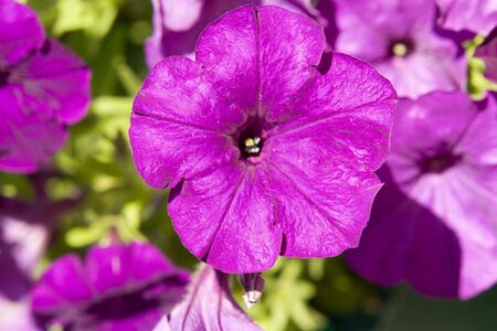 Is bright-violet flower on a green backgroundの写真素材