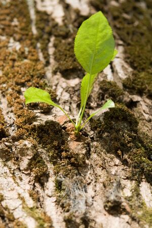 Bark of a old tree with young shootの写真素材