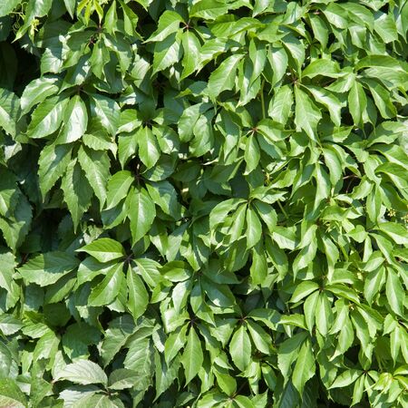 Green leaves backgroundの写真素材