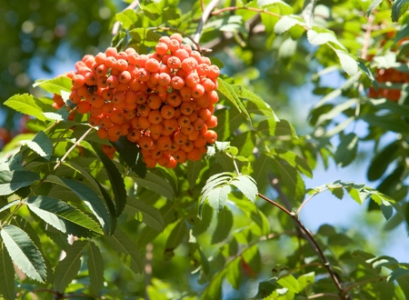 Rowan. Red mountain ash.の写真素材