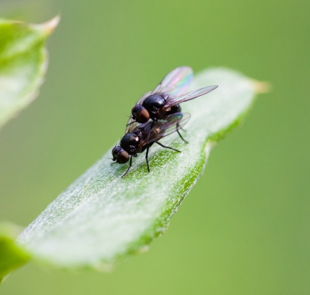 two flies copulating on a green backgroundの写真素材