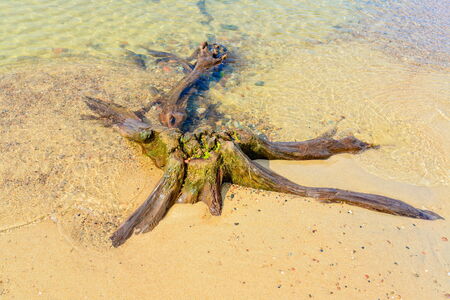 old stump on the shore of Lakeの写真素材
