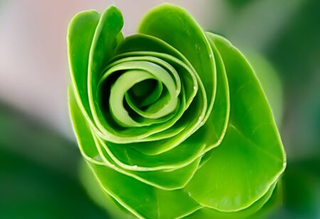 Green leaf backgroundの写真素材