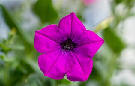 single pink petunia isolated on green backgroundの写真素材