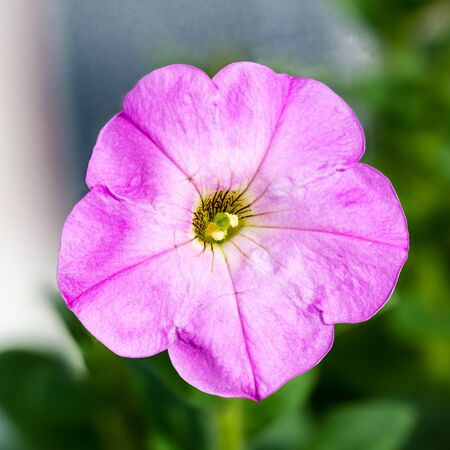 single pink petunia isolated on green backgroundの写真素材