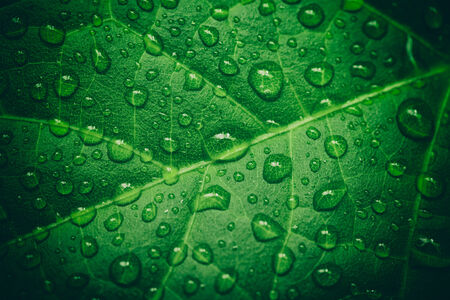 Green leaf with waterdrops after rain. Background. Close-up.の写真素材