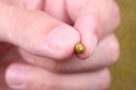 Mung bean in the fingers above mung bean background. Background out of focus. Close-up.