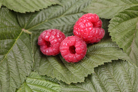 Three red raspberries lying on the raspberry leaves. Close-up.