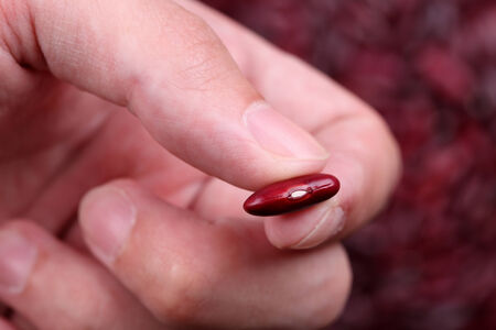 Kidney bean in the fingers above kidney bean background. Background out of focus. Close-up.の写真素材