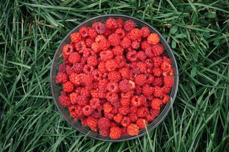 Raspberries in a glass bowl on a green grass.の写真素材