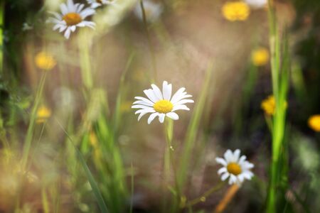 Daisies. Early July evening.の写真素材