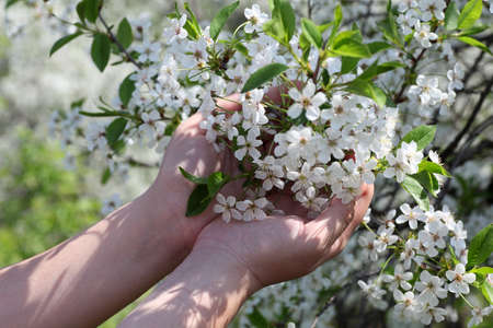 Cherry blossom in the palms. Blossoming cherry branch in palms. Close-up.の写真素材