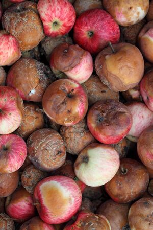 Rotten Apples. Close-up.の写真素材