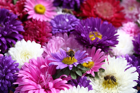Beautiful asters and bees. Close-up.の写真素材