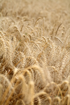 Close-up of rye fieldの写真素材