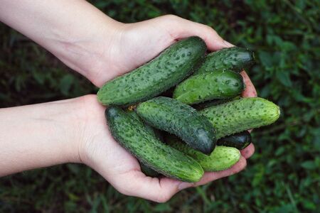 Woman holds fresh harvested cucumbers in her palms. Closeup.の写真素材