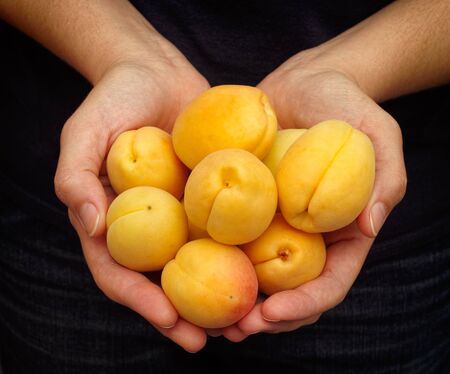 Woman holds fresh harvested apricots in her palms. Closeup.の写真素材