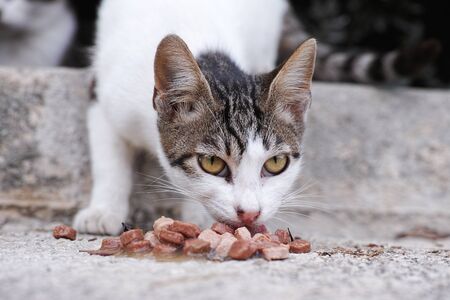 Stray cat eating cat food. Close up.の写真素材