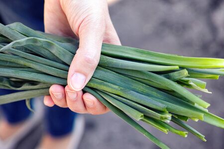 Spring onions bunch in woman hand. Close up.の写真素材