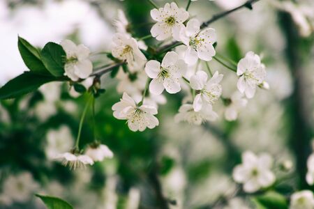 Spring cherry blossoms. Close up.の写真素材
