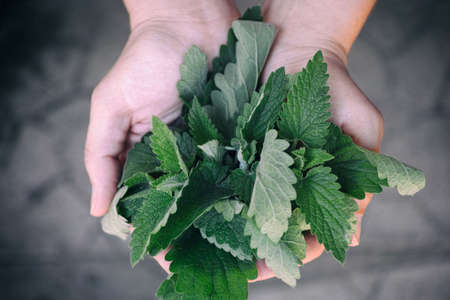 Woman holding fresh mint leaves in her hands. Close up.
