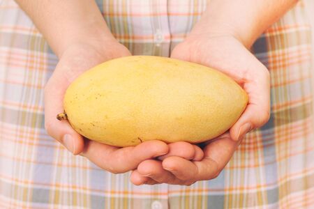 Woman Holds Yellow Mango Fruit in Her Hands. Close up.の写真素材