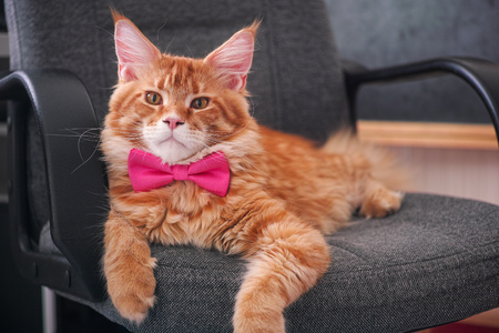 Red Maine Coon Kitten wearing a bow tie and laying on a chair and looking at the camera. Red Spotted Tabby Maine Coon. He is 9 months old.の写真素材