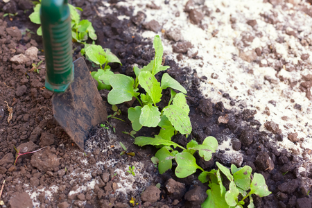 Young Radish Growing. Close up.の写真素材