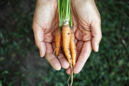 Fresh carrots in handsの写真素材