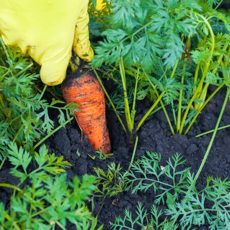 Farmer picking organic carrot. Close up.