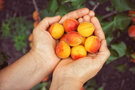 Fresh harvested apricots in hands. Close up.の写真素材