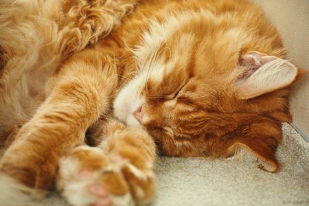 Red maine coon cat sleeping on a carpet. Close up.の写真素材