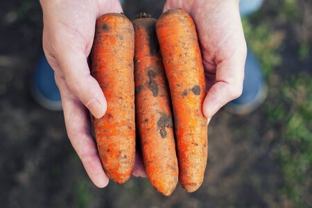 Fresh organic carrots in hands. Close up.の写真素材