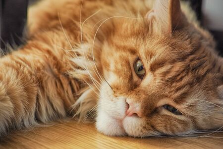 Red maine coon cat laying on the floor and looking into the camera. Close up.の写真素材