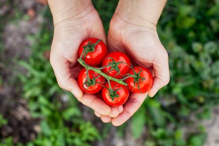 Freshly harvested cherry tomatoes in hands. Close up.の写真素材
