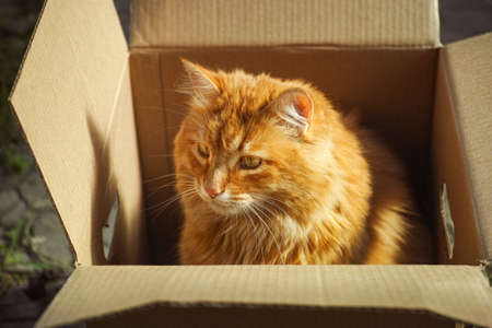 A cat sitting inside of a cardboard box outdoors. Close up.