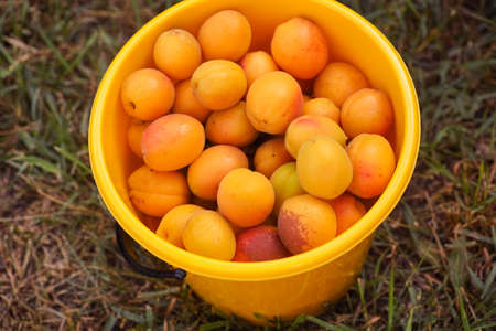 Freshly harvested ripe organic apricots in a yellow bucket. Close up.の写真素材